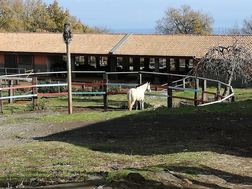 Asilat a Milo