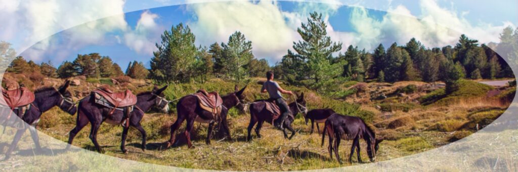 Etna Donkey Trekking