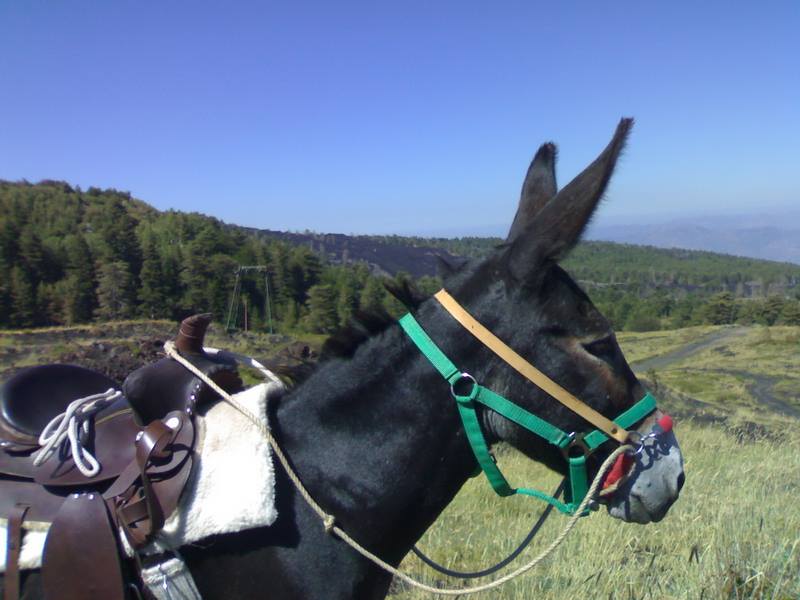 Etna Donkey Trekking